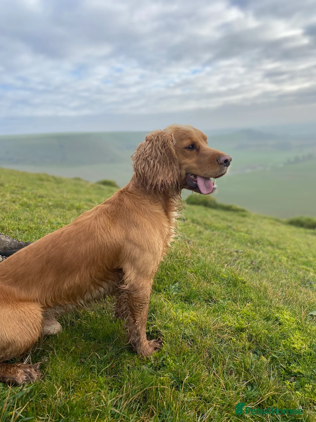 Cocker Spaniel dogs for stud: Working cocker stud - Advert 3
