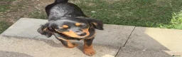 Mixed Breed dogs for sale: 11month old Female mixed breed  - Advert 12
