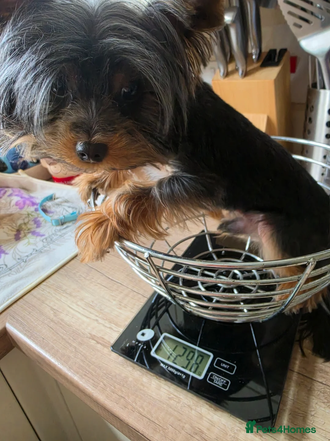 Yorkshire Terrier dogs for stud: For stud  - Advert 2