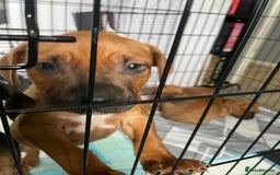 Mixed Breed dogs for sale: Long leg staff  - Image 6