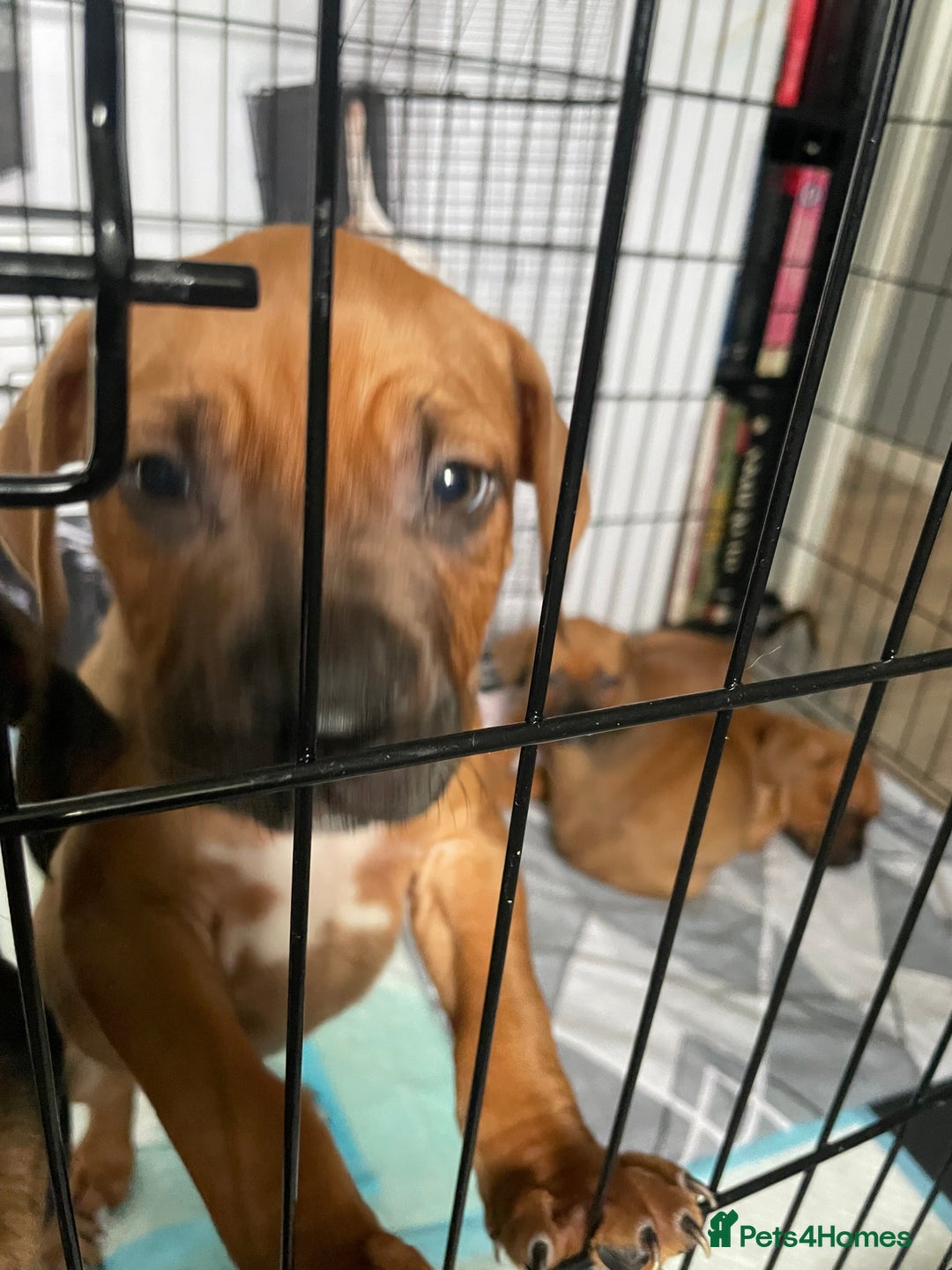 Mixed Breed dogs for sale: Long leg staff  - Image 6