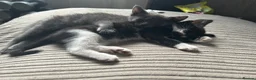 Mixed Breed cats for sale: 6 Beautiful kittens  - Advert 9