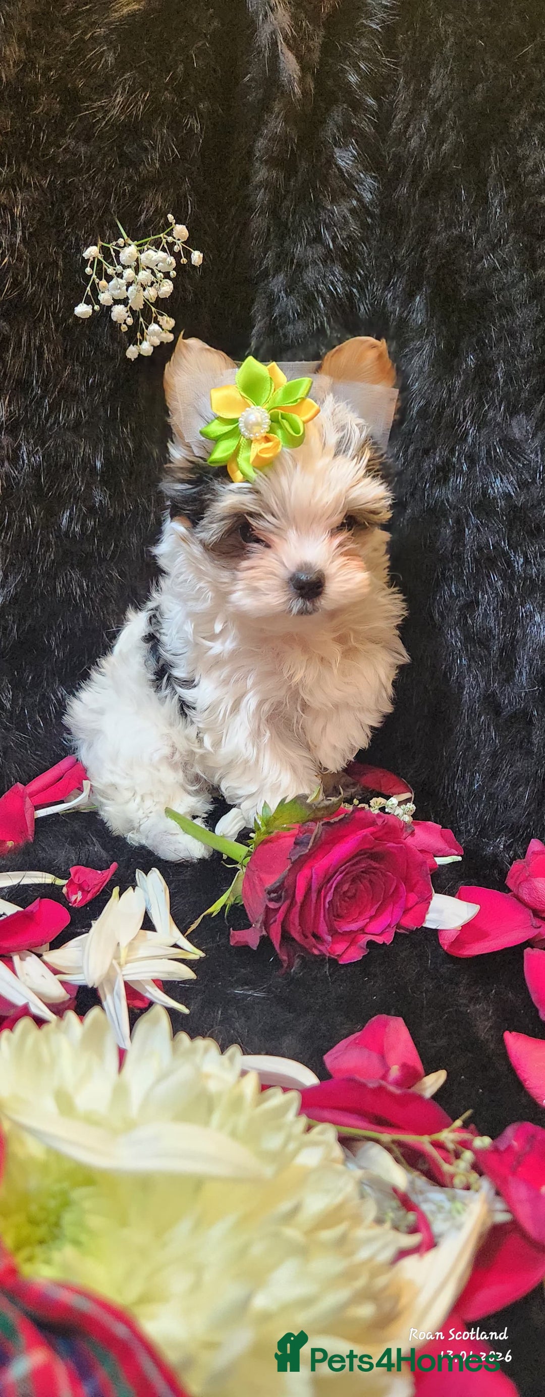 Yorkshire Terrier dogs for sale: Luxury Yorkshire Terrier Puppies/Home Raised/IHR   - Advert 26