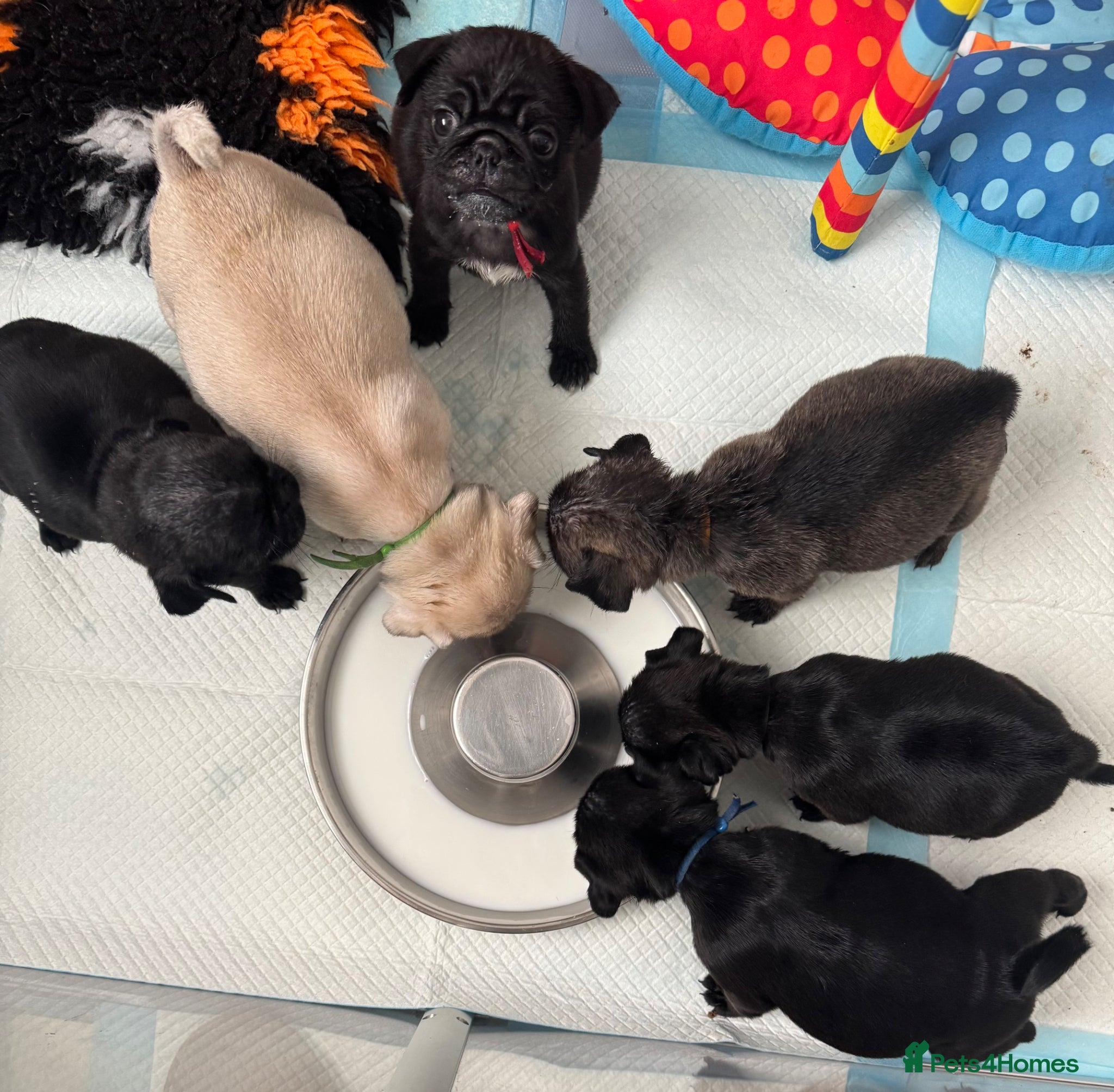 Pug dogs Stunning litter of kc pug puppies  - Advert 4