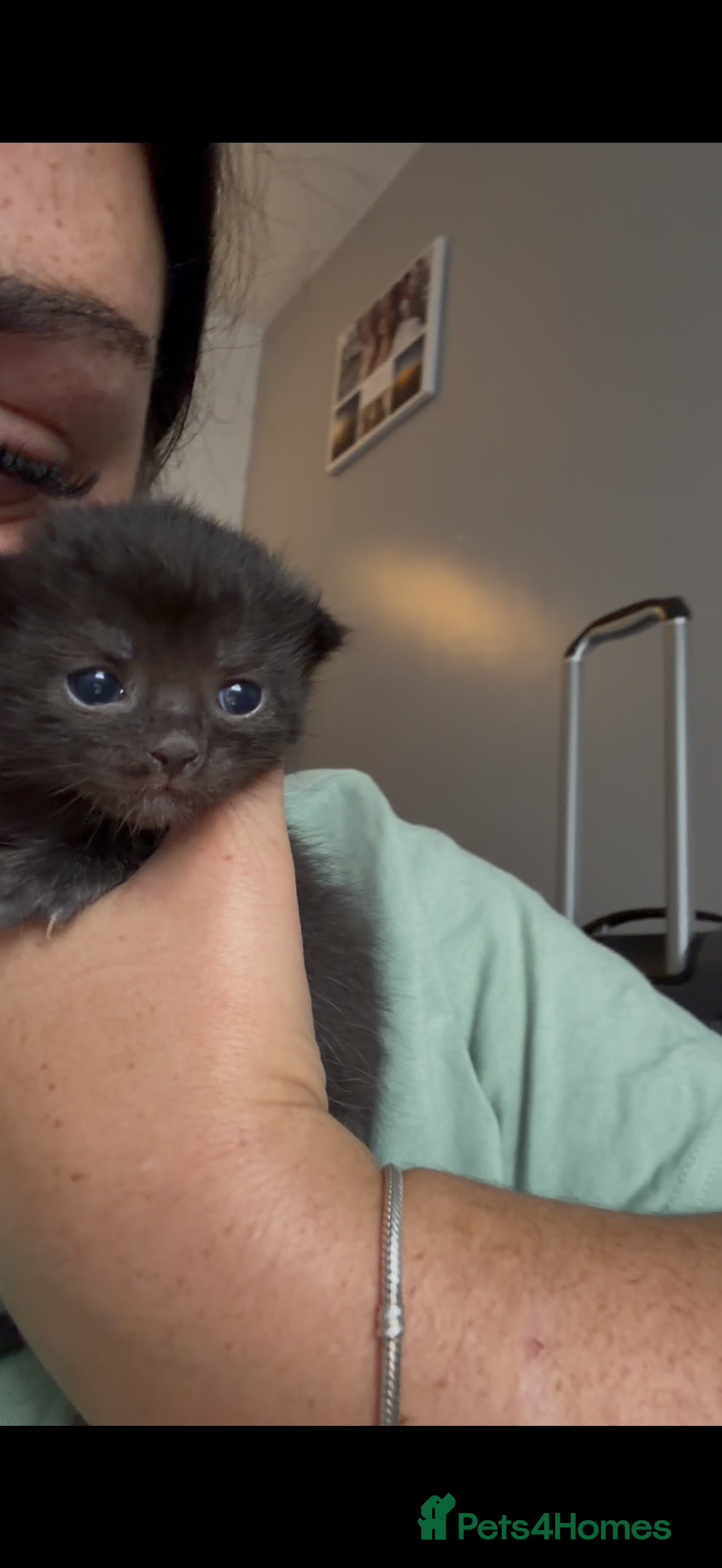Mixed Breed cats 1 male & 1 female remaining  - Advert 23