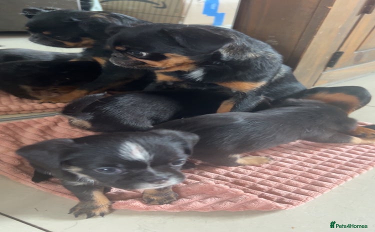 Mixed Breed dogs - Advert 2