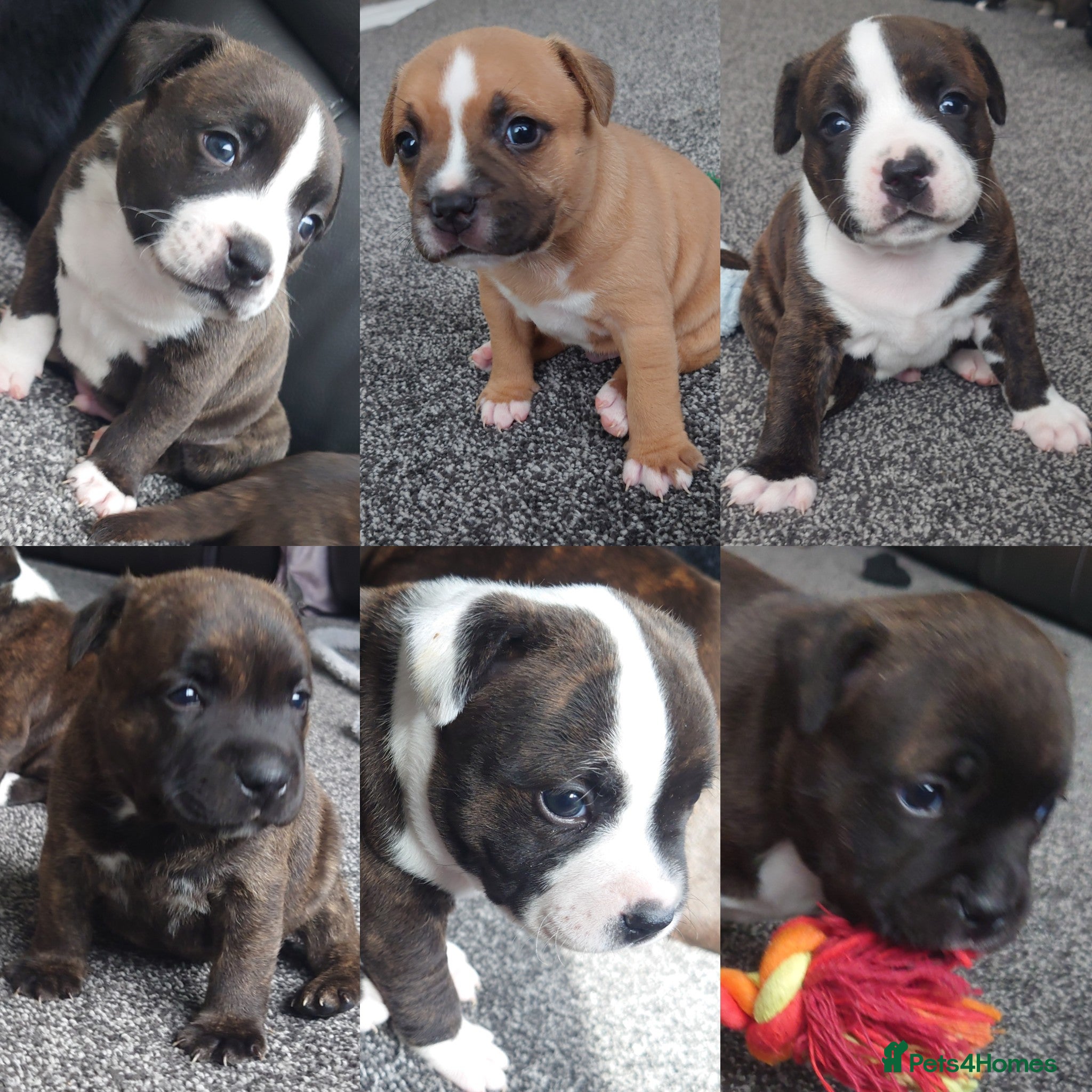 Staffordshire Bull Terrier dogs 6x full breed KC Staffordshire bull terrier pups - Advert 6