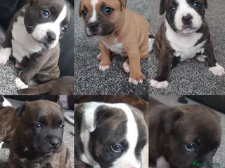 Staffordshire Bull Terrier dogs 6x full breed KC Staffordshire bull terrier pups - Advert 6