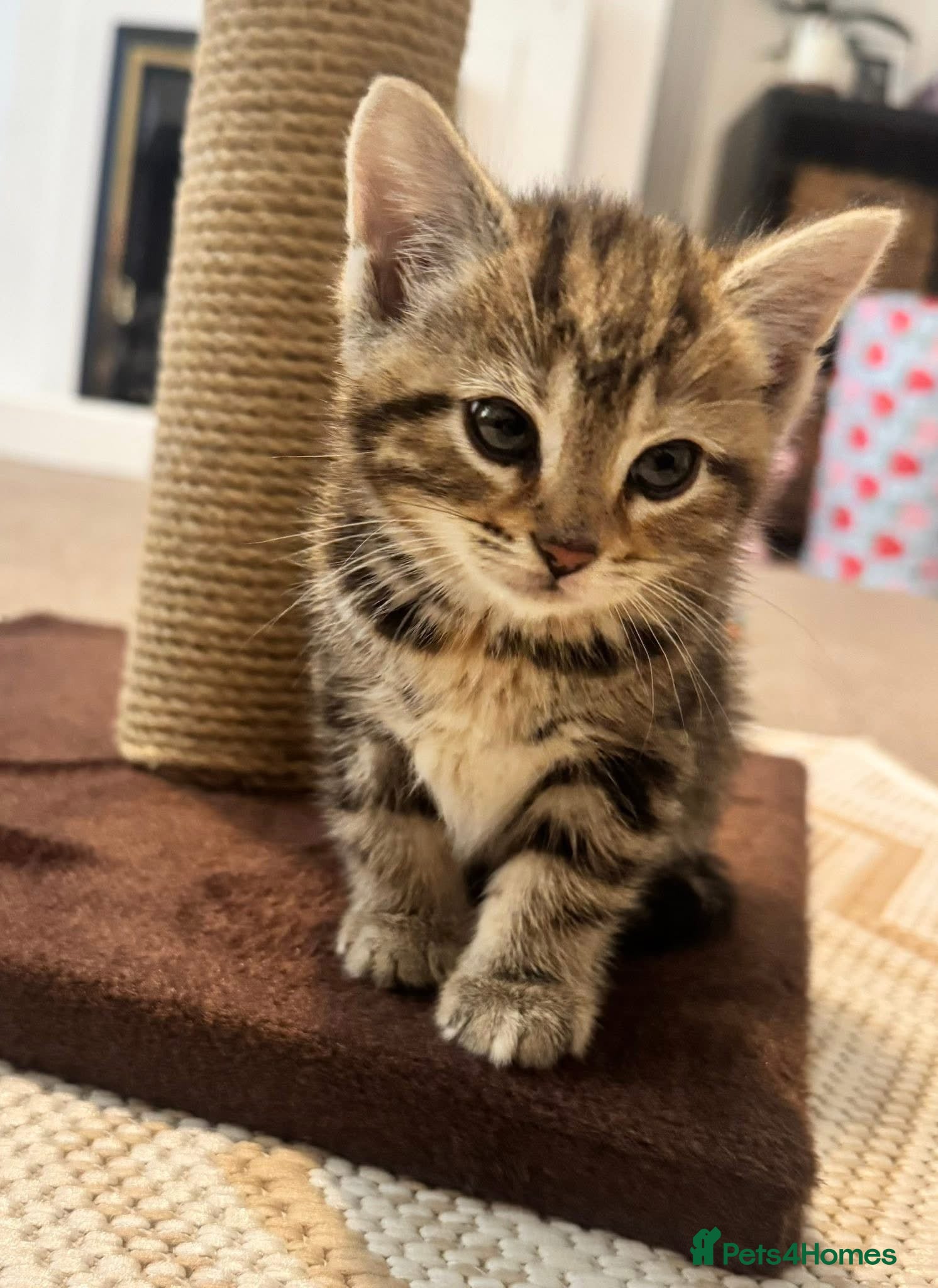 Bengal cats 4 month old F kitten  - Advert 1