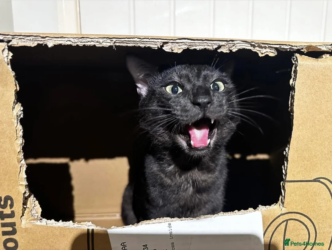 Bengal cats for sale: Retired breeding females - brown, silver & smoke - Advert 11