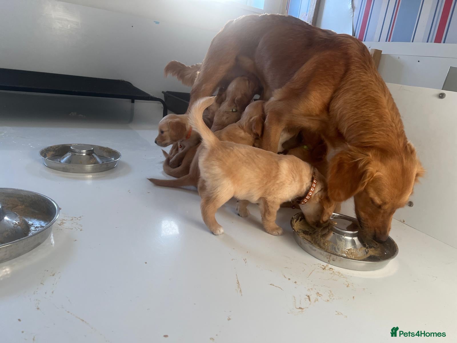 Golden Retriever dogs KC GOLDENS FROM HIP ELBOW DNA GOOD LINEAGE - Advert 16