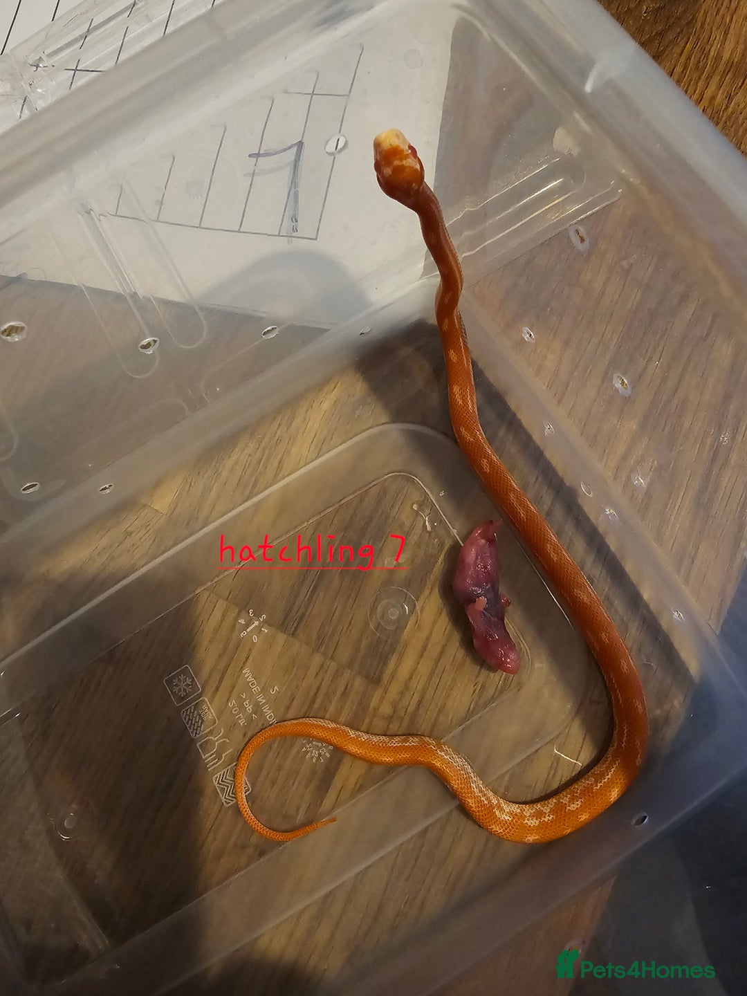 Corn Snake reptiles for sale: Beautiful corn snakes  - Image 23