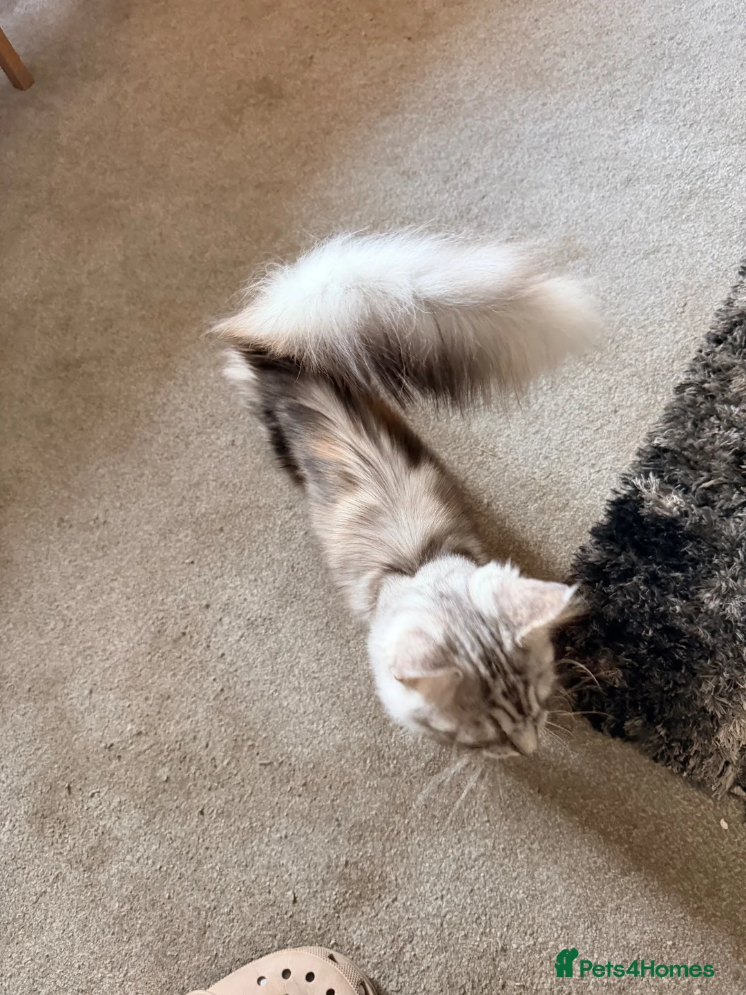 Maine Coon cats for sale: Maine coon+ragdoll  in Exeter - Advert 6