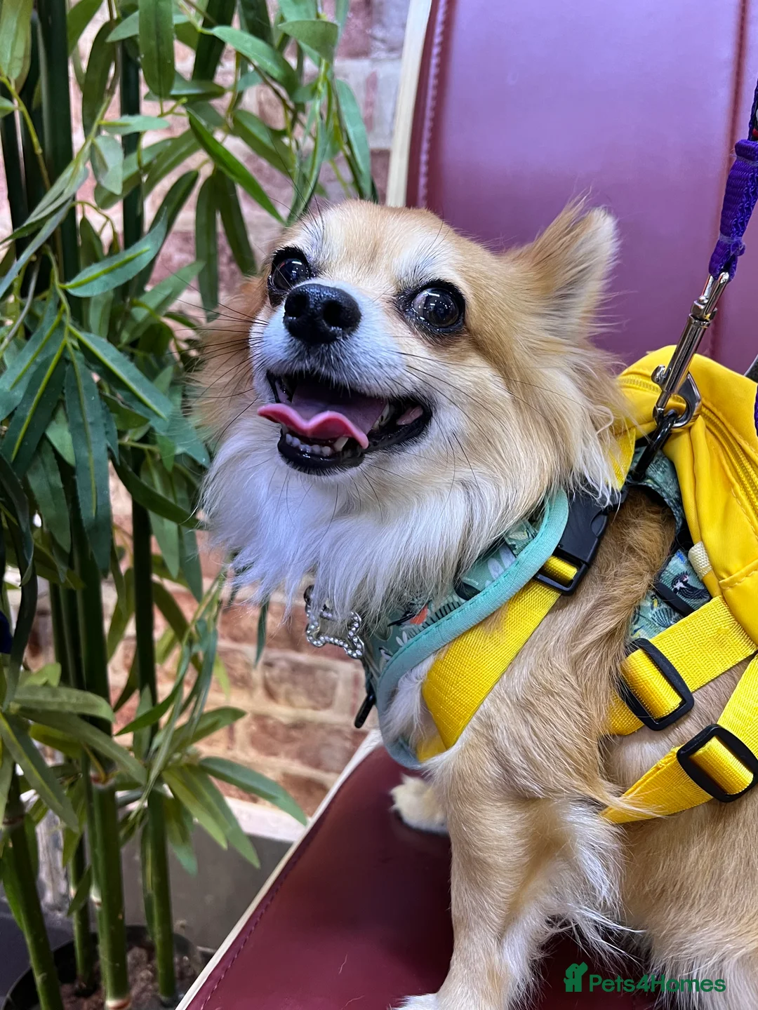 Chihuahua dogs for stud: Long Haired Chihuahua for Stud - Advert 6