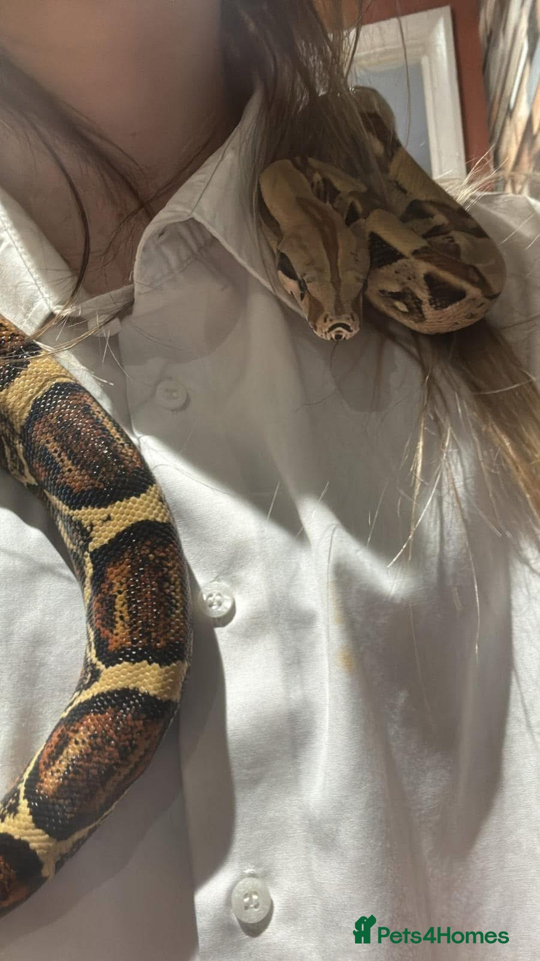 Boa Snake reptiles for sale: Boa Constrictor Male - Advert 9