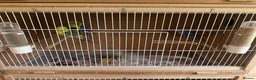 Cockatiels birds for sale: Baby budgies  - Advert 5