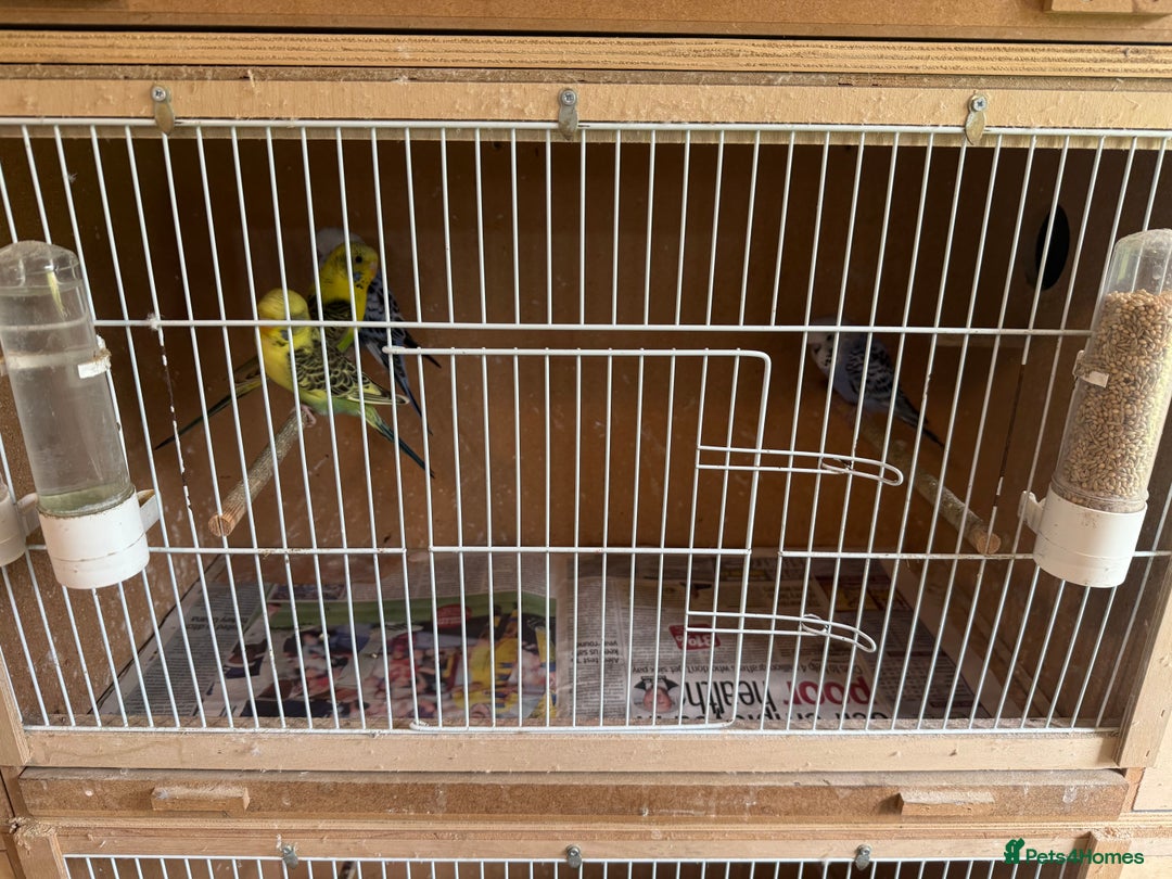 Cockatiels birds for sale: Baby budgies  - Advert 5