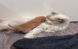 Persian cats for sale: Adorable Persian × Bengal Kittens  - Image 18