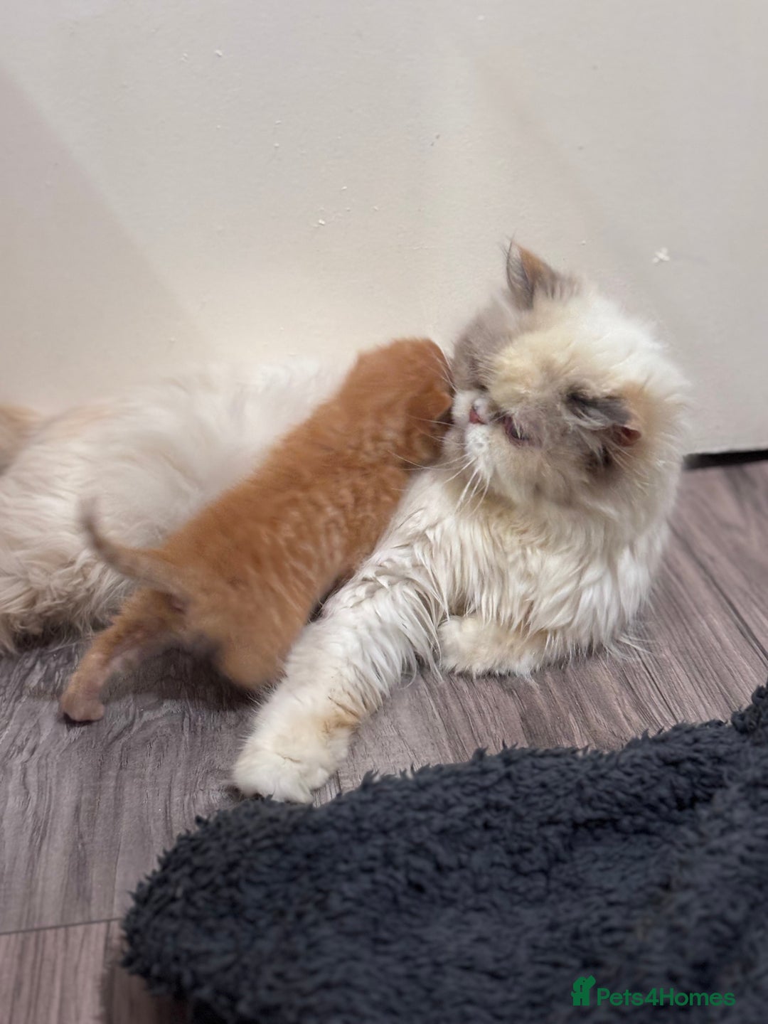 Persian cats for sale: Adorable Persian × Bengal Kittens  - Image 18