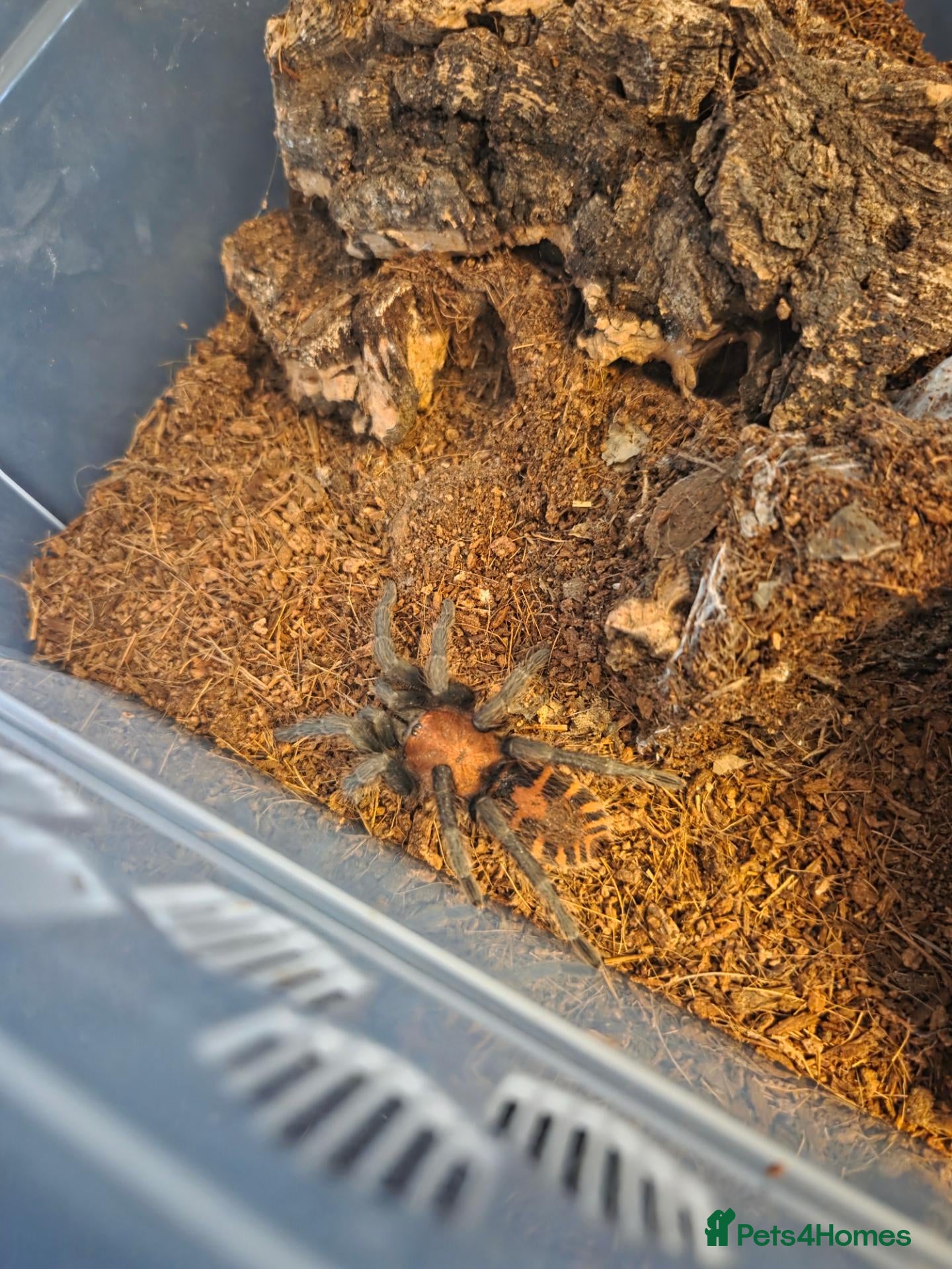 Mixed Breed invertebrates Scorpions&tarantulas - Advert 2