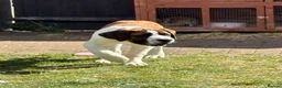 Saint Bernard dogs for sale: Saint Bernard puppy - Advert 3