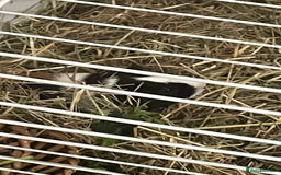 Guinea Pig rodents for sale: 2 male guinea pigs and indoor cage  - Image 5