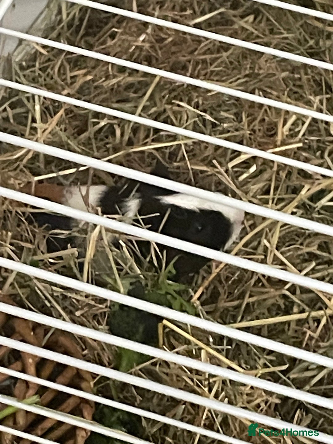 Guinea Pig rodents for sale: 2 male guinea pigs and indoor cage  - Image 5