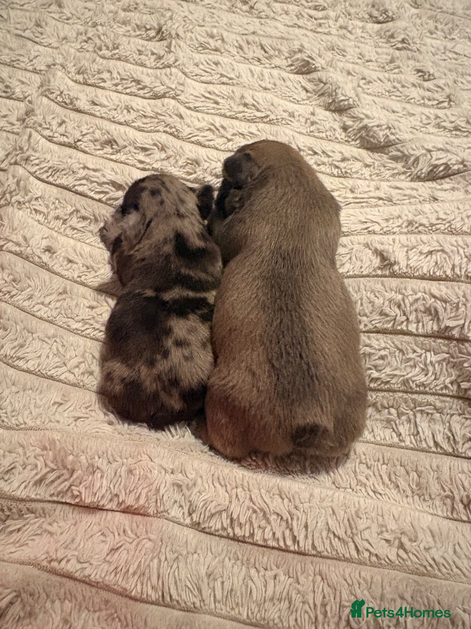 French Bulldog dogs for sale: Frenchie pups for sale! in Liverpool - Advert 10