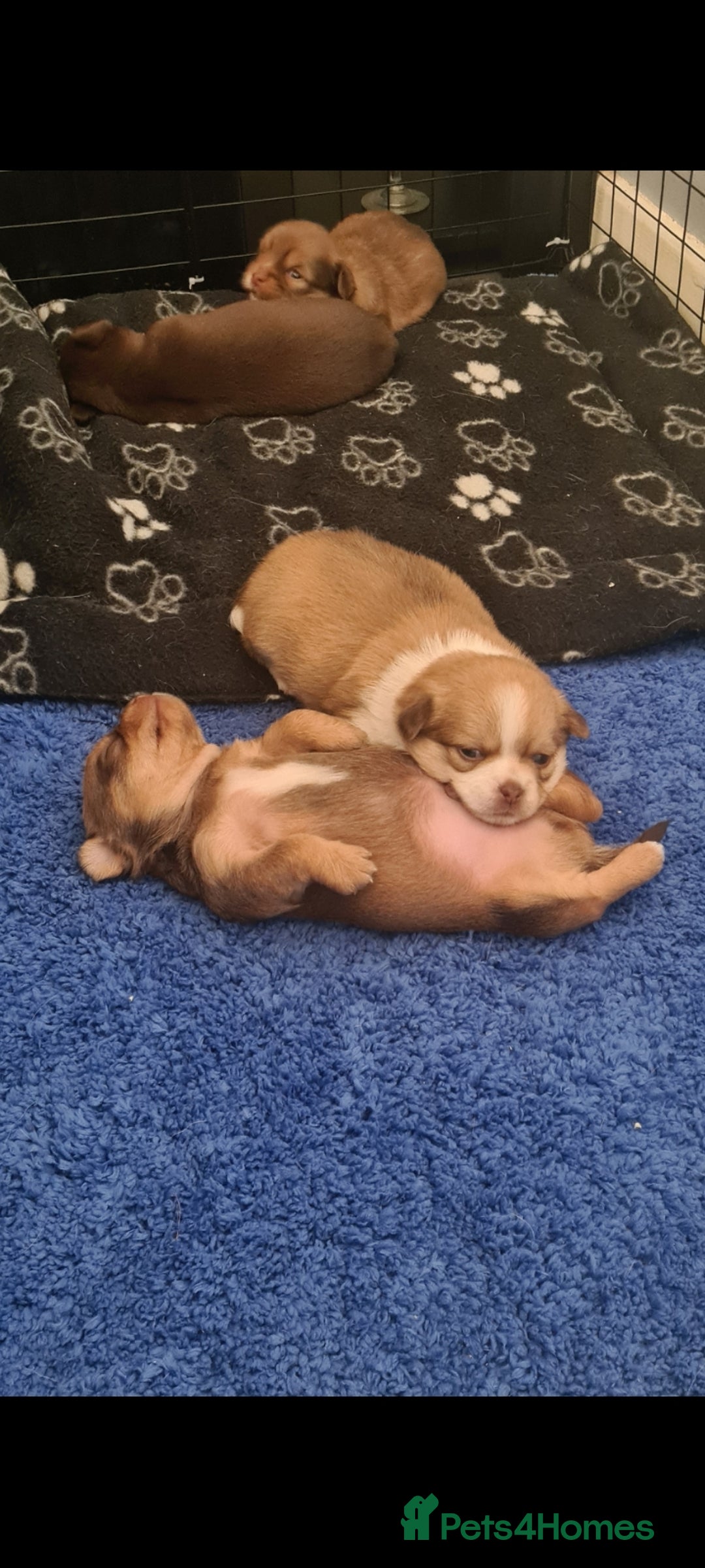 Mixed Breed dogs for sale: Pomchi x shih-tzu/ chihuahua  - Image 5