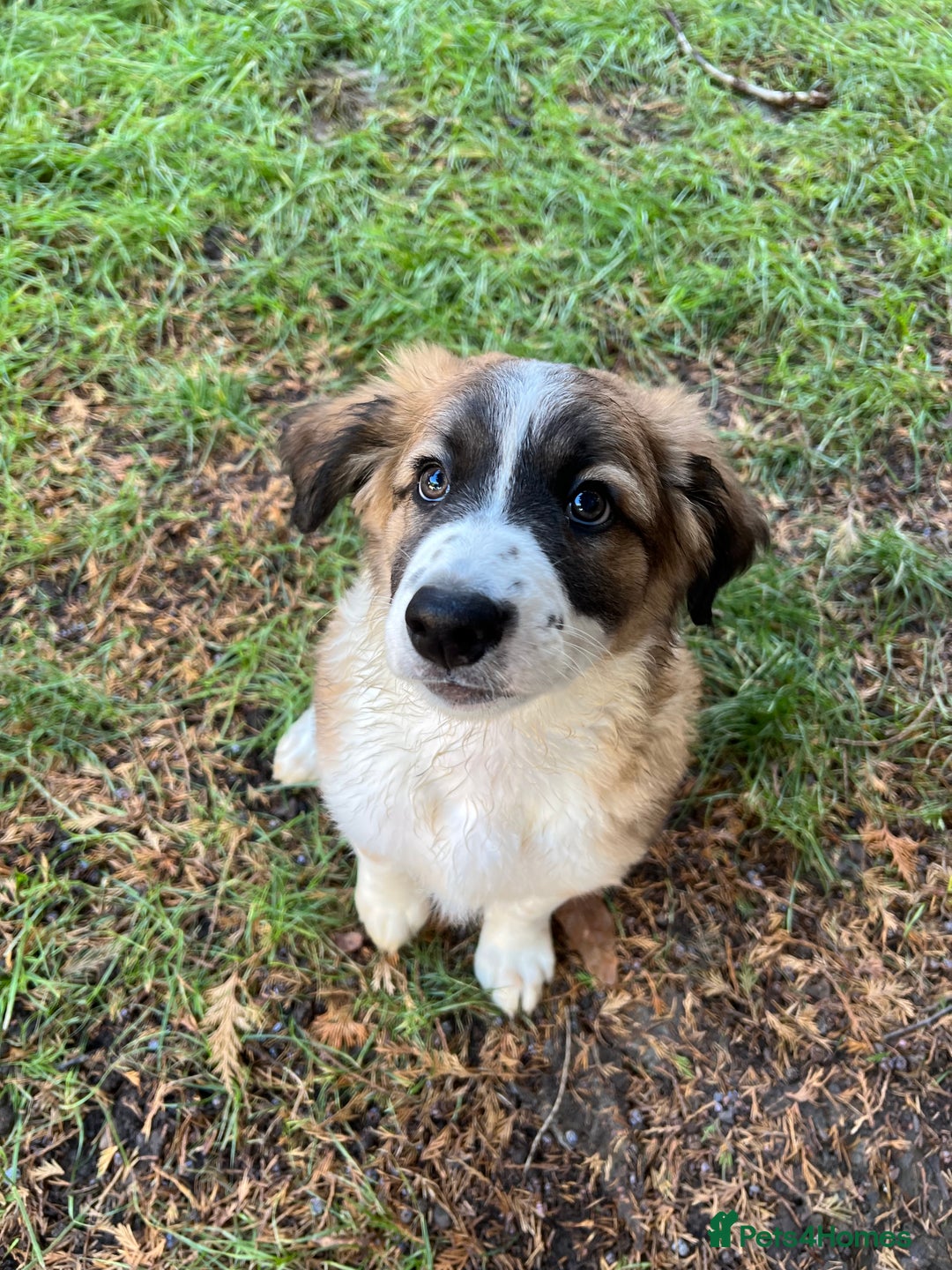 Mixed Breed dogs for sale: Border Collie / Polish Hunting Dog mix puppies - Advert 1