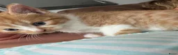 British Longhair cats for sale: Beautiful ginger and tortoiseshell kittens - Advert 8