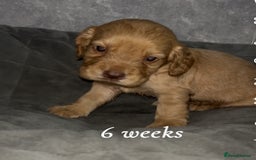 Cocker Spaniel dogs for sale: Cocker spaniel puppies  - Image 14