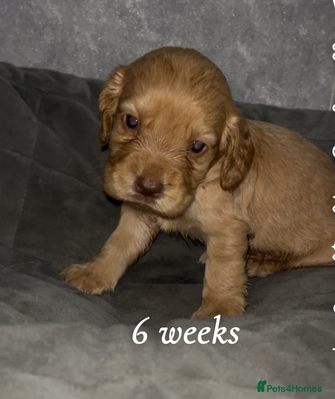 Cocker Spaniel dogs for sale: Cocker spaniel puppies  - Image 14