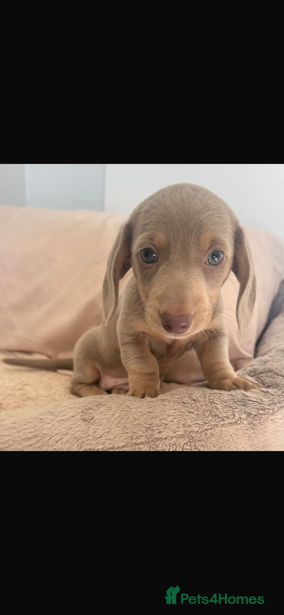 Dachshund dogs for sale: Dachshund pups 1 lilac boy left - Advert 1