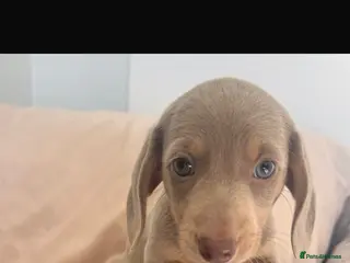 Dachshund dogs Dachshund pups 1 lilac boy left - Advert 2