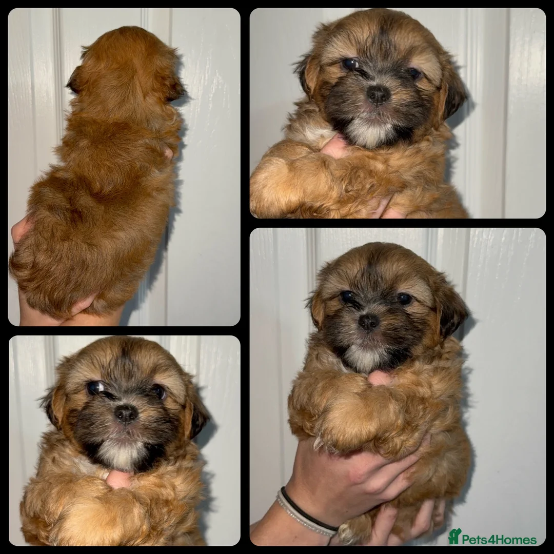 Malshi dogs for sale: 🐶💕 GORGEOUS MALSHI PUPPIES 💕🐶 - Advert 2