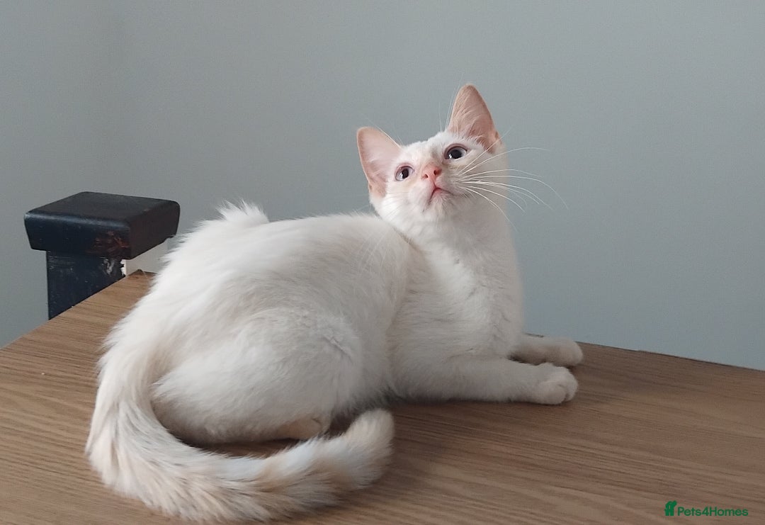 Mixed Breed cats for sale: Two stunning colour point boys ready now  - Image 5