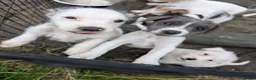 Jack Russell dogs for sale: Jack Russell puppies  in Dundee - Advert 2