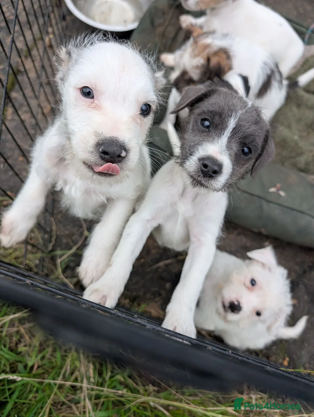 Jack Russell dogs for sale: Jack Russell puppies  in Dundee - Advert 2