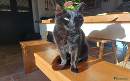 Mixed Breed cats for sale: 6 Lovely and Friendly Cats - Different colours - Advert 15