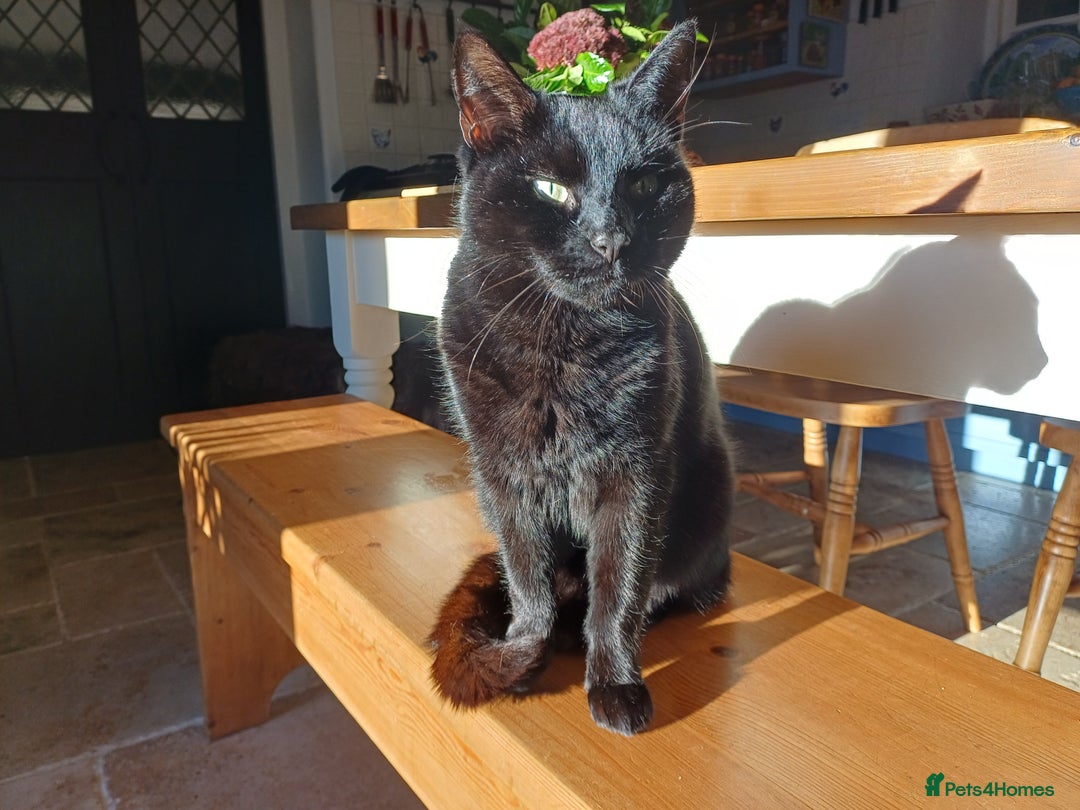 Mixed Breed cats for sale: 6 Lovely and Friendly Cats - Different colours - Advert 15