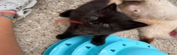 Ragcoon cats for sale: Beautiful Ragcoon kittens 🐾  - Advert 15
