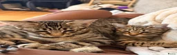 Savannah cats for sale: Ready to leave f4 kitten  - Advert 11