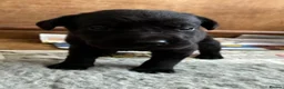 Labrador Retriever dogs for sale: Fantastic litter of eight kc working labradors - Advert 3