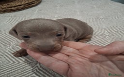 Miniature Dachshund dogs for sale: Miniture dachhund - Advert 7