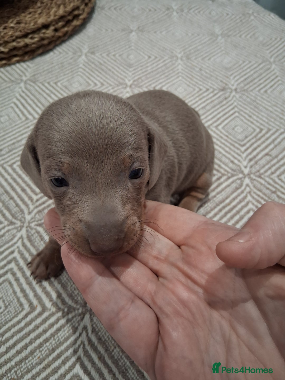 Miniature Dachshund dogs for sale: Miniture dachhund - Advert 7