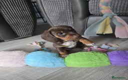 Miniature Dachshund dogs for sale: LOVELY MINIATURE DACHSHUND PUPPIES  - Image 5