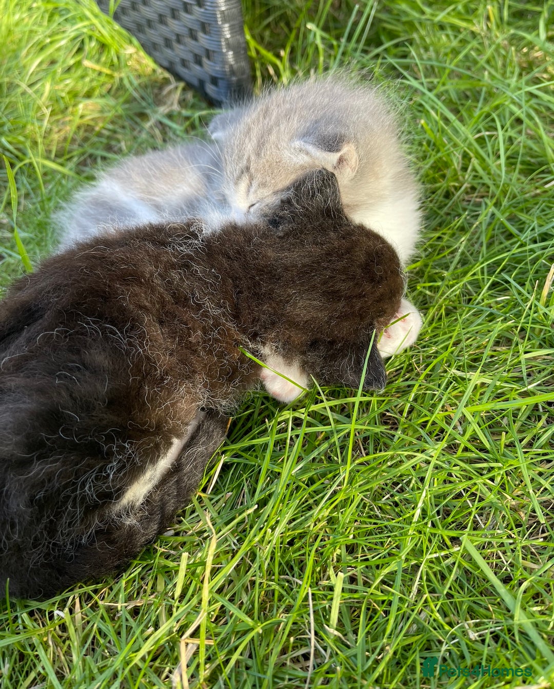 Mixed Breed cats for sale: Ragdoll Cross Kittens - Image 5