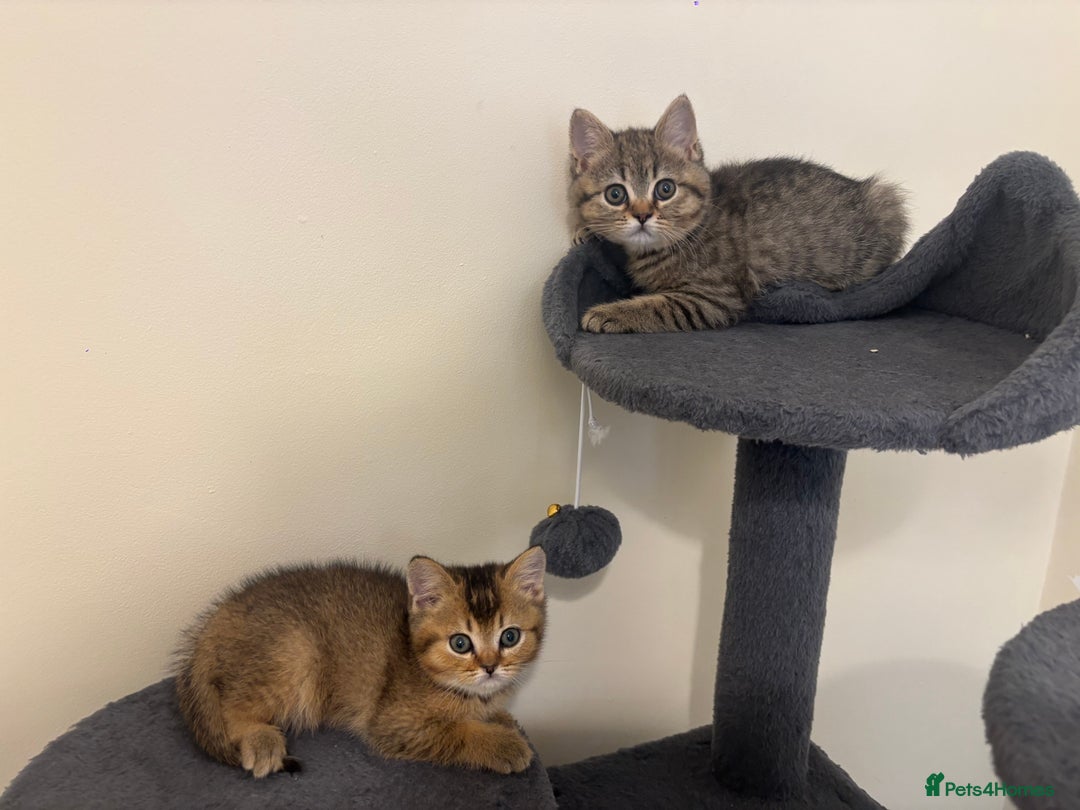 British Shorthair cats for sale: Ready to go BS kittens  - Image 13