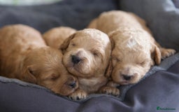 Cavachon dogs for sale: Gorgeous Cavapoochon’s Light Fox Red. - Image 10